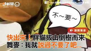 快出來！胖貓拔山倒樹而來　舞麥：我就說過不要了吧...