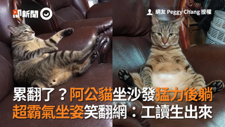 累翻了？阿公貓坐沙發猛力後躺　超霸氣坐姿笑翻網：工讀生出來
