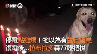 停電點蠟燭！牠以為有生日蛋糕　復電後...拉布拉多森77瞪把拔