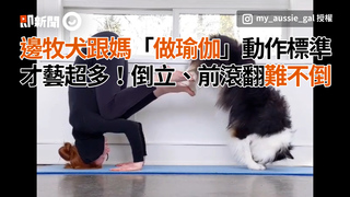 邊牧犬跟媽「做瑜伽」動作標準　才藝超多！倒立、前滾翻難不倒