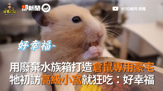 用廢棄水族箱打造倉鼠專用豪宅 牠初訪高級小窩就狂吃：好幸福