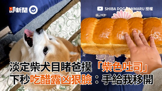 淡定柴犬目睹爸摸「柴色吐司」　下秒吃醋露凶狠臉：手給我移開