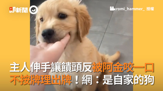 主人伸手讓饋頭反被阿金咬一口 不按牌理出牌！網：是自家的狗
