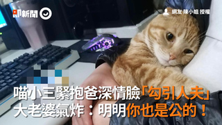 喵小三緊抱爸深情臉「勾引人夫」　大老婆氣炸：明明你也是公的！