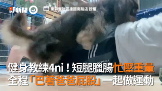 健身教練4ni！短腿臘腸忙壓重量　全程「巴著爸爸屁股」一起做運動