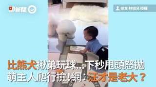 比熊犬揪弟玩球...下秒甩頭怒拋 萌主人爬行撿！網：汪才是老大？