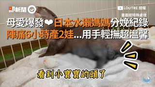 母愛爆發❤️日本水獺媽媽分娩全紀錄 陣痛6小時產2娃...用手輕撫超溫馨