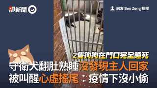 守衛犬翻肚熟睡沒發現主人回家　被叫醒心虛搖尾：疫情下沒小偷