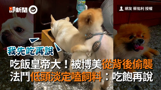 吃飯皇帝大！被博美從背後偷襲 法鬥低頭淡定嗑飼料：吃飽再說