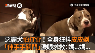 惡霸犬怕打雷！全身狂抖皮皮剉　「伸手手關門」淚眼求救：媽...媽...