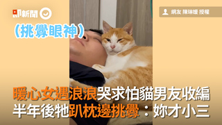 暖心女遇浪浪哭求怕貓男友收編　半年後牠趴枕邊挑釁：妳才小三