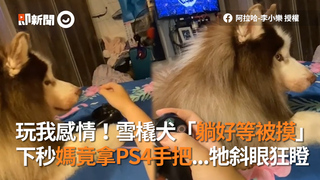 玩我感情！雪橇犬「躺好等被摸」　下秒媽竟拿PS4手把...牠斜眼狂瞪
