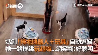 媽創「掃地機器人＋玩具」自動逗貓　牠一路撲跳玩超嗨...網笑翻：好聰明