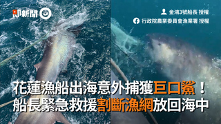 花蓮漁船出海意外捕獲巨口鯊！　船長緊急救援割斷漁網放回海中