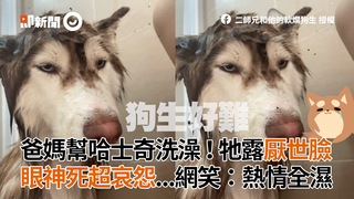 爸媽幫哈士奇洗澡！牠露厭世臉　眼神死超哀怨...網笑：熱情全溼