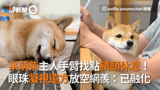 呆萌柴主人手臂找點饋頭休息！　眼珠凝視遠方放空網羨：已融化