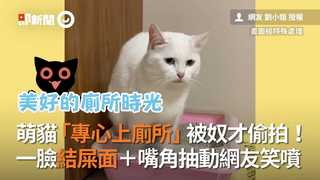 萌貓「專心上廁所」被奴才偷拍！　一臉結屎面＋嘴角抽動網友笑噴
