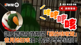 調皮鸚鵡疫情期間模仿「咳嗽聲」　爸見牠狂咳傻：什麼不學學這個！