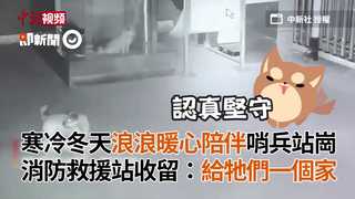 寒冷冬天浪浪暖心陪伴哨兵站崗　消防救援站收留：給牠們一個家