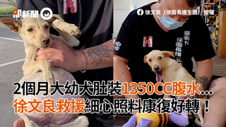 2個月大幼犬肚裝1350CC腹水...　徐文良救援細心照料康復好轉！