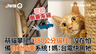 萌貓爬「380公分貓柱」沒在怕　備自動倒車系統！媽：台電快用牠