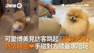 可愛博美見訪客跳起「歡迎之舞」　熱情轉圈❤手碰對方膝蓋求陪玩