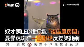 奴才照LED燈打造「夜店風房間」　憂鬱虎斑貓一臉厭世反差笑翻網