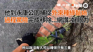 他到永康公園捕捉外來種綠鬣蜥　過程驚險完成移除...網讚：好眼力