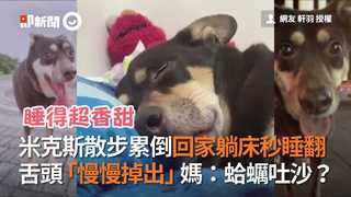 米克斯散步累倒回家躺床秒睡翻！　舌頭「慢慢掉出」媽：蛤蠣吐沙？
