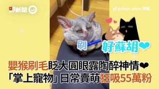 嬰猴刷毛眨大圓眼露陶醉神情❤   「掌上寵物」日常賣萌狂吸55萬粉