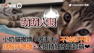 小奶貓撒嬌「吸手手」不給吸不睡 舒服呼嚕嚕、大眼睛狂放電超萌❤