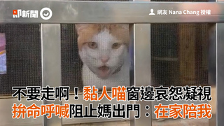 不要走啊！黏人喵窗邊哀怨凝視　拚命呼喊阻止媽出門：在家陪我