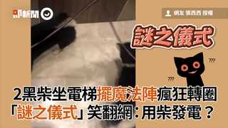 2黑柴坐電梯擺魔法陣瘋狂轉圈「謎之儀式」笑翻網：用柴發電？