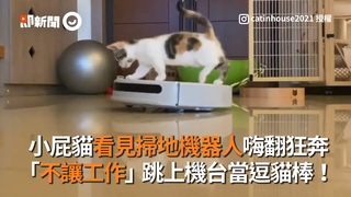 小屁貓看見掃地機器人嗨翻狂奔　「不讓工作」跳上機台當逗貓棒！