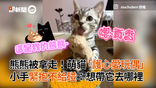 熊熊被拿走！萌貓「護心愛玩偶」 小手緊抱不給碰：想帶它去哪裡