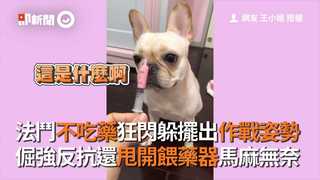 法鬥不吃藥狂閃躲擺出作戰姿勢 倔強反抗還甩開餵藥器馬麻無奈