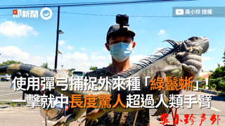使用彈弓捕捉外來種「綠鬣蜥」　一擊就中長度驚人超過人類手臂