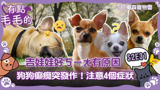 《有點毛毛的》S2E31 完整版｜吉娃娃好ㄎㄧㄤ有原因 狗狗癲癇突發作！主人注意「這4個症狀」｜ETtoday寵物雲