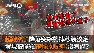 超跩鴿子降落突綜藝摔秒裝淡定　發現被偷窺露輕蔑眼神：沒看過？