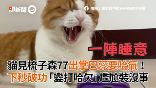 貓見梳子森77出掌巴蕊要哈氣！下秒破功「變打哈欠」尷尬裝沒事