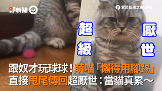 跟奴才玩球球！萌喵「懶得用腳踢」　直接甩尾傳回超厭世：當貓真累～