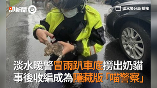 淡水暖警冒雨趴車底撈出奶貓　事後收編成為隱藏版「喵警察」