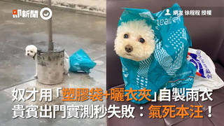 奴才用「塑膠袋+曬衣夾」自製雨衣 貴賓出門實測秒失敗：氣死本汪！