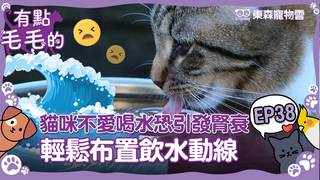 《有點毛毛的》S2E38 完整版｜貓咪不愛喝水恐引發腎衰　輕鬆布置「飲水動線」走到哪喝到哪｜ETtoday寵物雲