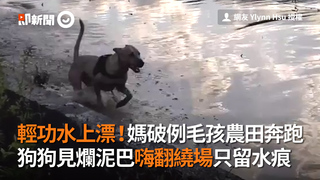 輕功水上漂！媽破例毛孩農田奔跑　狗狗見爛泥巴嗨翻繞場只留水痕