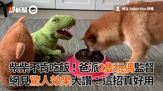 柴柴不肯吃飯！爸派2隻玩偶 監督網見驚人效果大讚：這招真好用