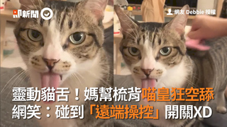 靈動貓舌！媽幫梳背喵皇狂空舔　網笑：碰到「遠端操控」開關XD