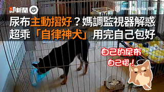 尿布主動摺好？媽調監視器解惑　超乖「自律神犬」用完自己包好