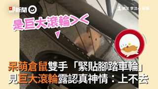 呆萌倉鼠雙手「緊貼腳踏車輪」 見巨大滾輪露認真神情：上不去