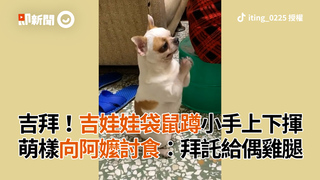 吉拜！吉娃娃袋鼠蹲小手上下揮　萌樣向阿嬤討食：拜託給偶雞腿